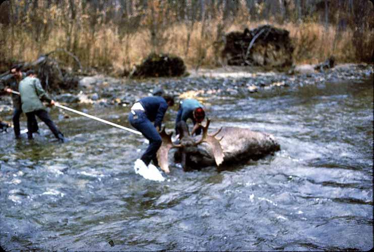 Moose hauling